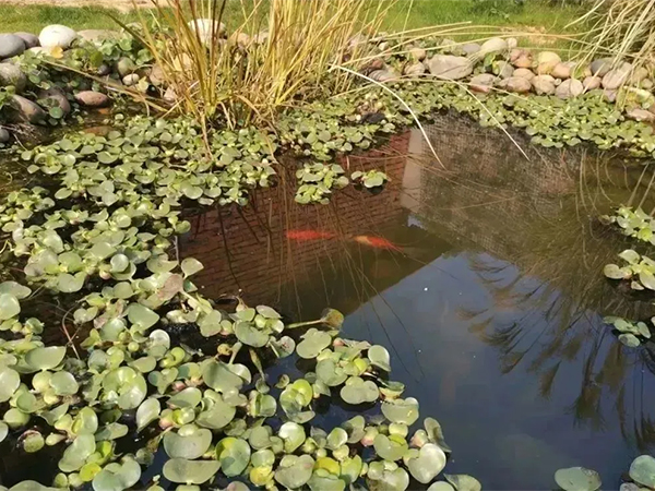 生物濾池.jpg